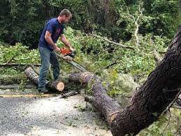 Trusted Los Ranchos, CA Tree Services Experts